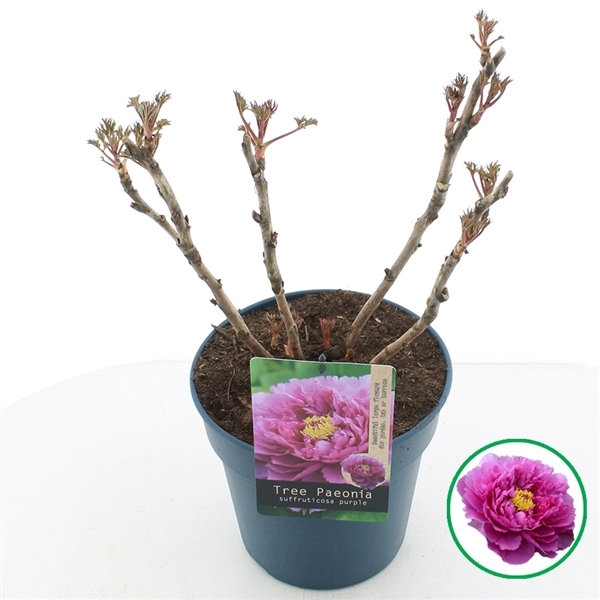 Paeonia suffruticosa purple 24Ø 40cm