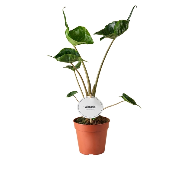 Alocasia macrorrhiza Stingray 12Ø 30cm 1pp