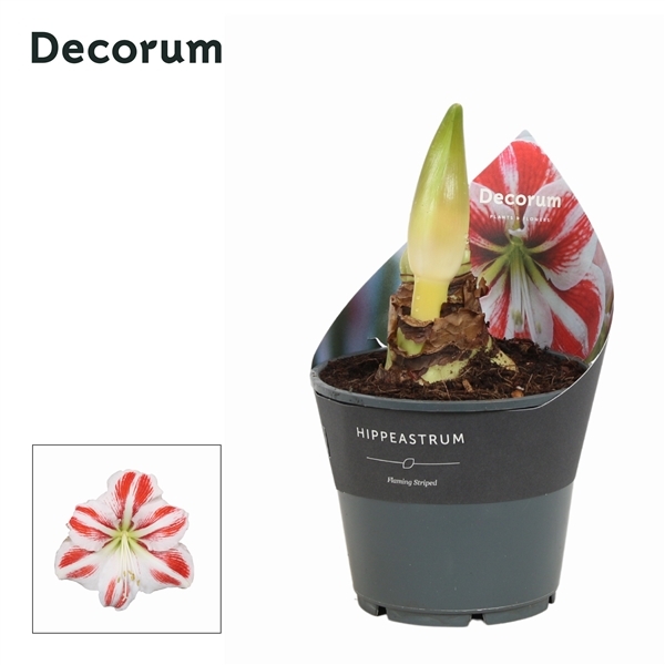 Hippeastrum Jumbo Flaming Striped 14Ø 25cm 2st