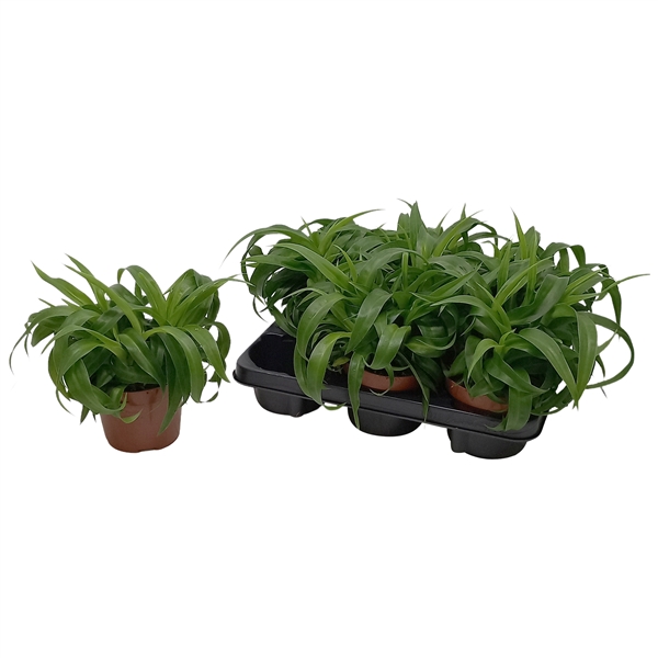 Chlorophytum comosum Green Bonnie 13Ø 25cm