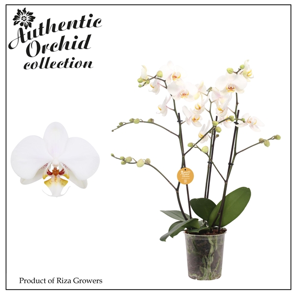 Phalaenopsis Marvellous White 17Ø 65cm 3st 40fl