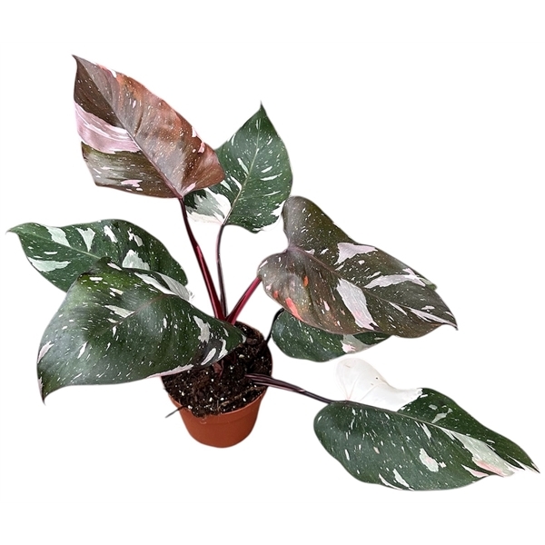 Philodendron Red Anderson Pink 14Ø 40cm