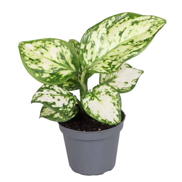 Aglaonema Perals Variegata 6Ø 12cm 1pp