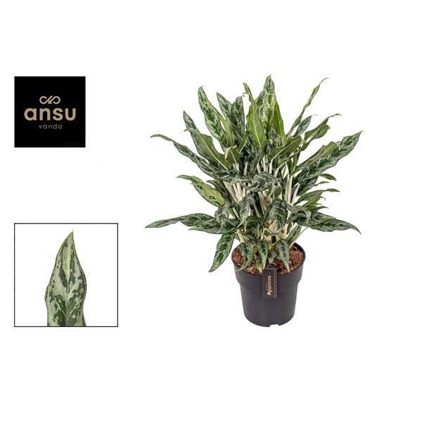 Aglaonema Greyhound 19Ø 60cm 1pp