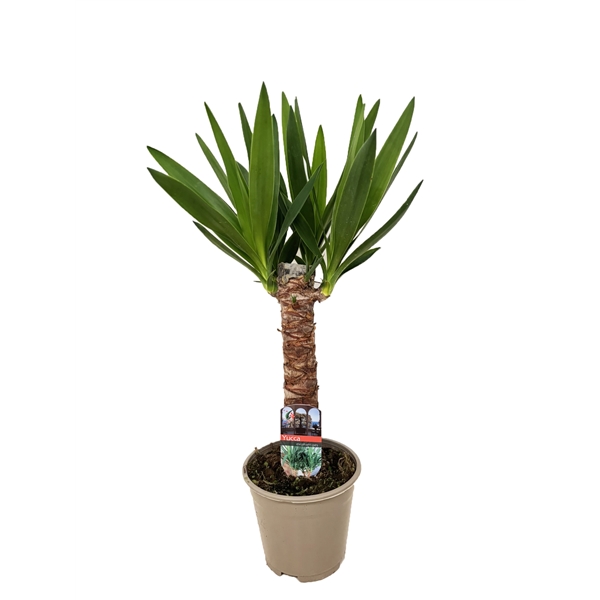 Yucca 14Ø 70cm 2Head
