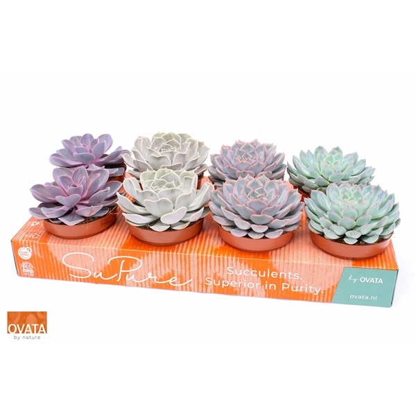 Echeveria mix 12Ø 12cm