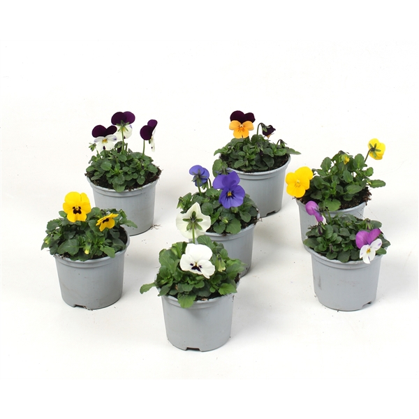 Viola cornuta mix trolley 9Ø 10cm