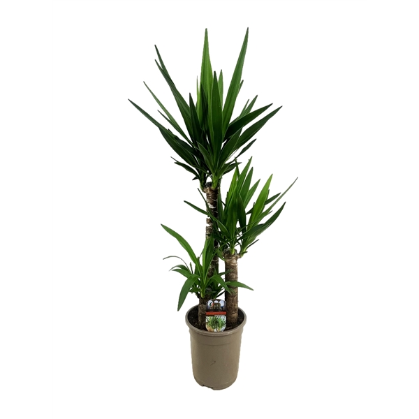 Yucca toef 60-30-20 21Ø 95cm 2Head