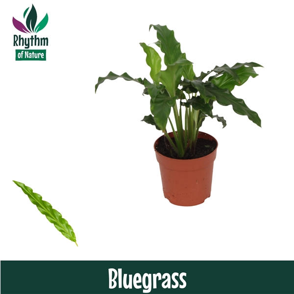 Calathea rufibarba Blue Grass 7Ø 15cm