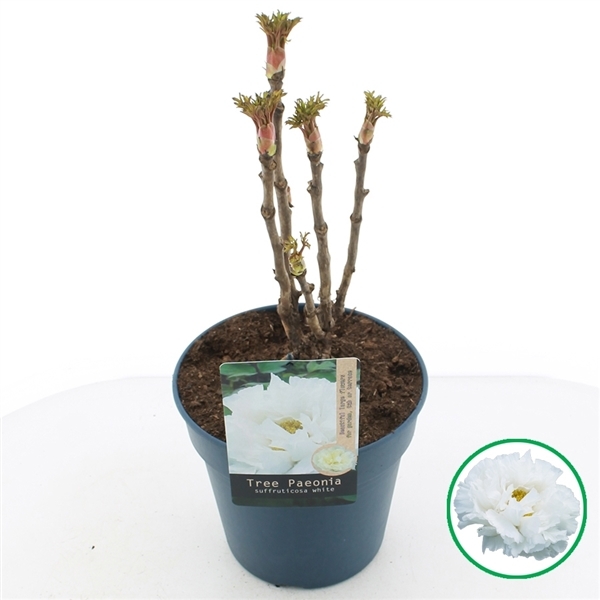 Paeonia suffruticosa white 24Ø 40cm