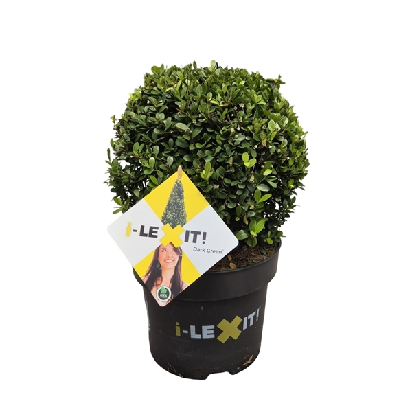 Ilex crenata Dark Green ball 23Ø 40cm