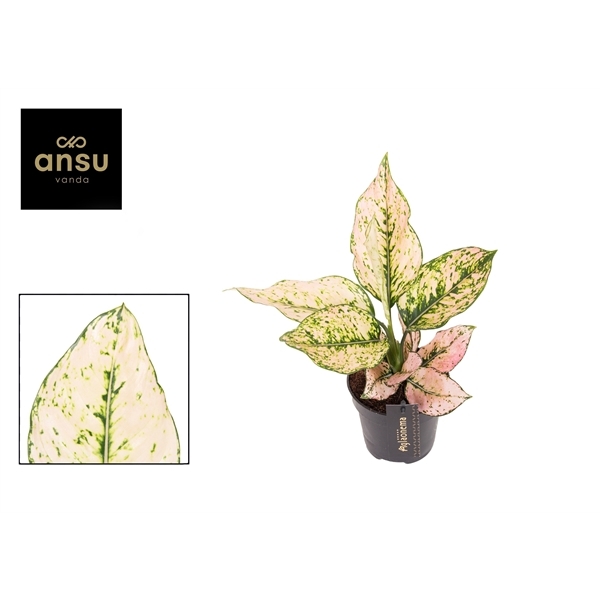 Aglaonema Rosy 12Ø 35cm 1pp