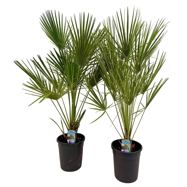 Chamaerops Humilis 21Ø 105cm