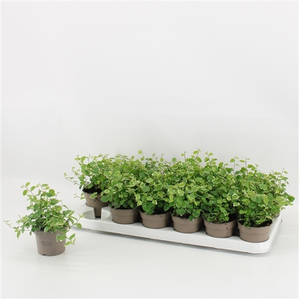 Ficus Pumila White Sunny 9Ø 15cm