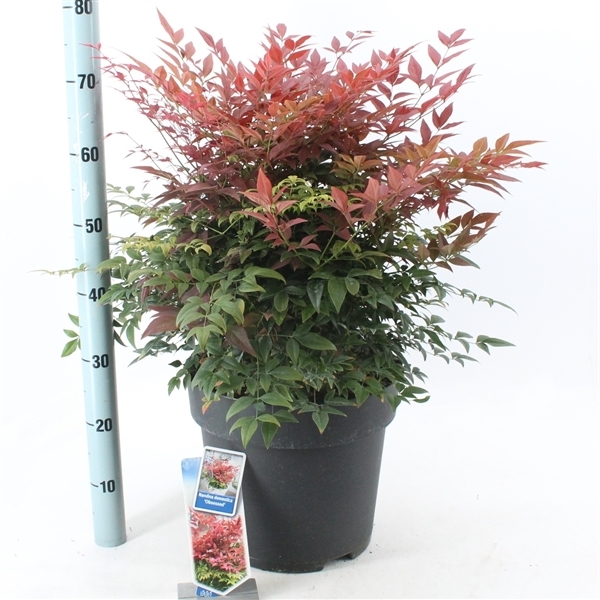 Nandina domestica Obsessed 32Ø 45cm