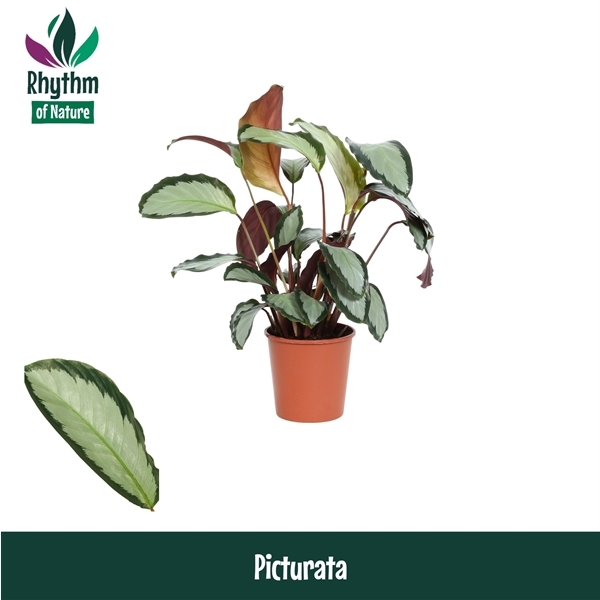 Calathea picturata Argentea 12Ø 40cm