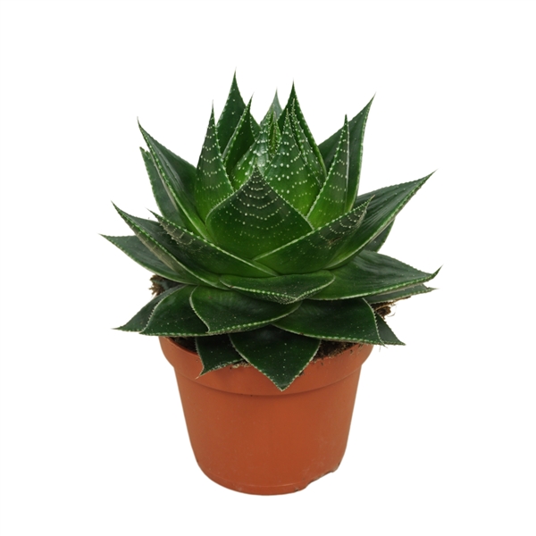 Aloe aristata Cosmo (Cites) 10,5Ø 18cm