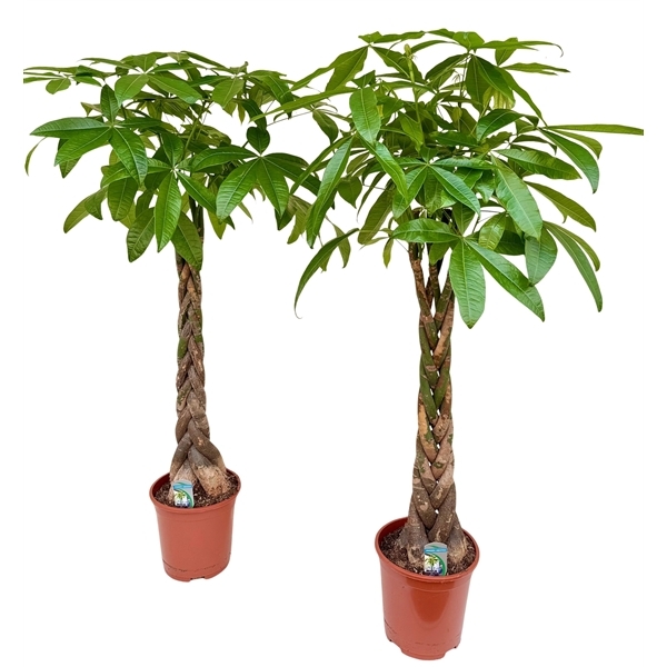 Pachira aquatica 27Ø 150cm