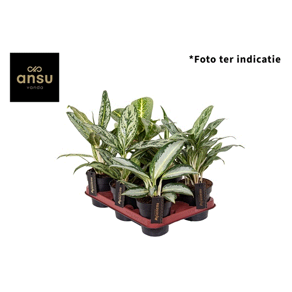 Aglaonema mix green 12Ø 35cm 1pp