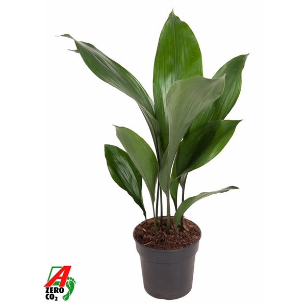 Aspidistra Elatior 15Ø 60cm 9pp