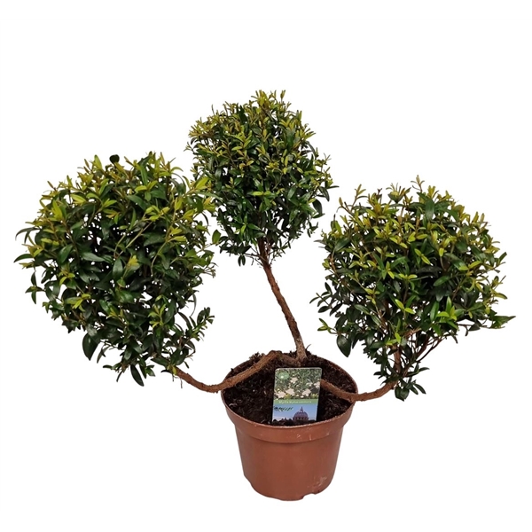 Myrtus Communis pon pon 12Ø 30cm