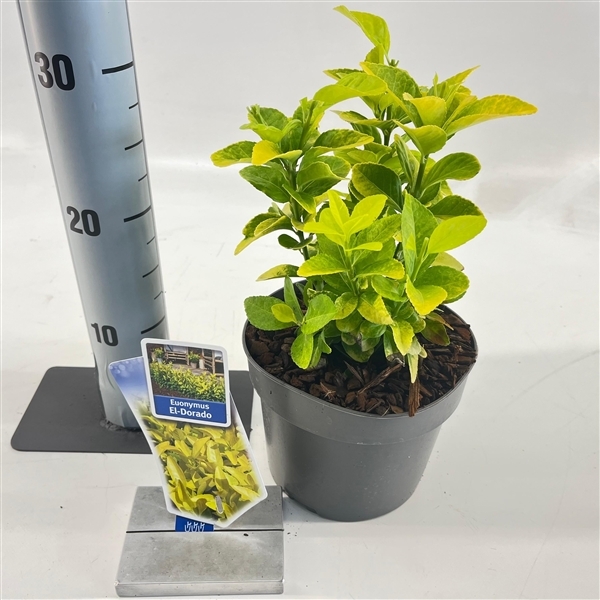 Euonymus japonicus El-Dorado 17Ø 25cm
