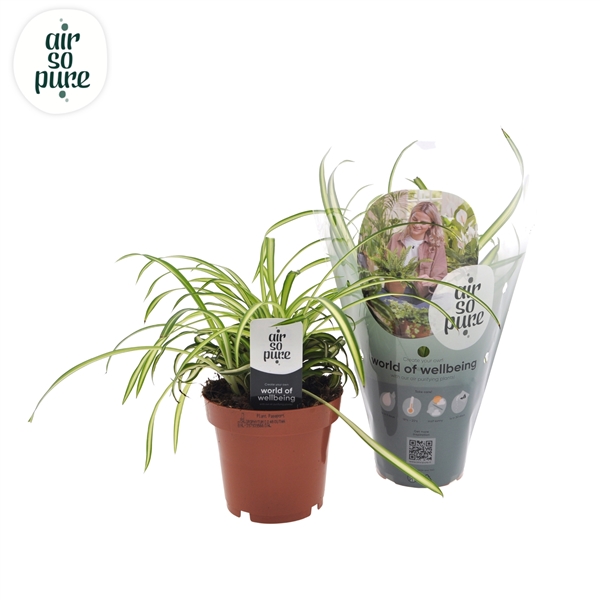 Chlorophytum comosum Atlantic 12Ø 25cm