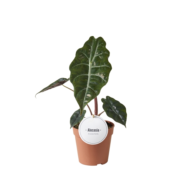 Alocasia Chantrieri 12Ø 35cm 1pp