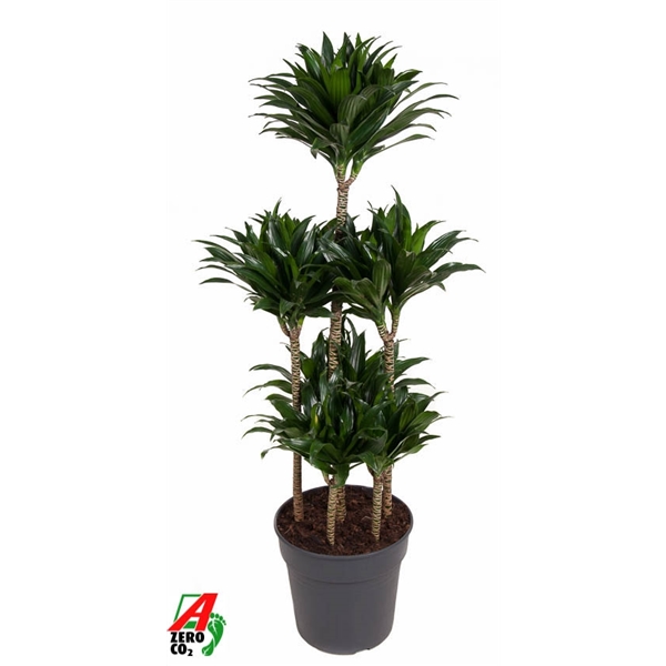 Dracaena fragrans Compacta carrousel 31Ø 130cm 6pp