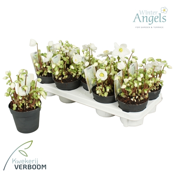 Helleborus niger Verboom Beauty 12Ø 15cm 10fl