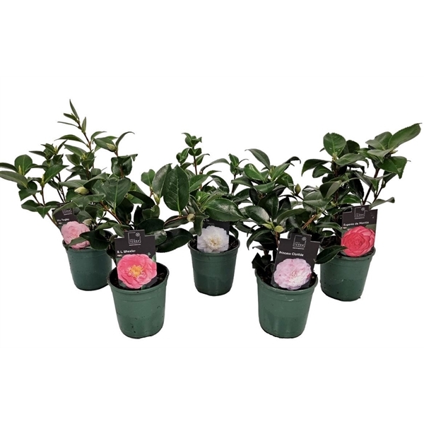 Camellia japonica 12Ø 35cm 10fl