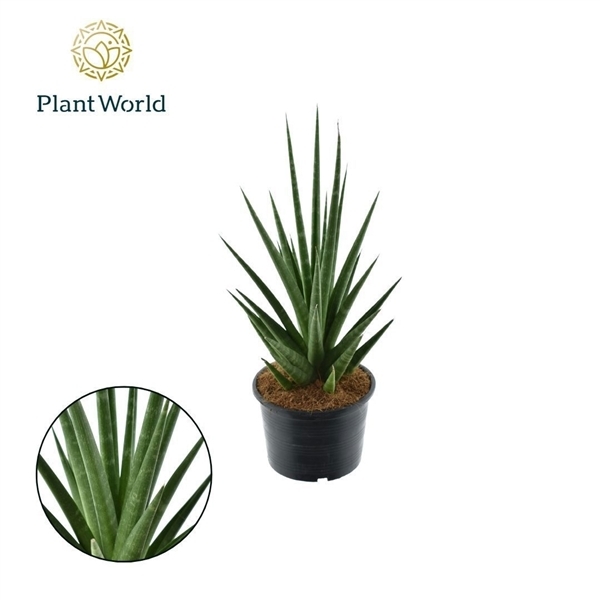Sansevieria cylindrica Dancing Queen 14Ø 40cm