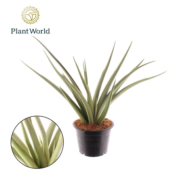 Sansevieria Syreni 14Ø 40cm