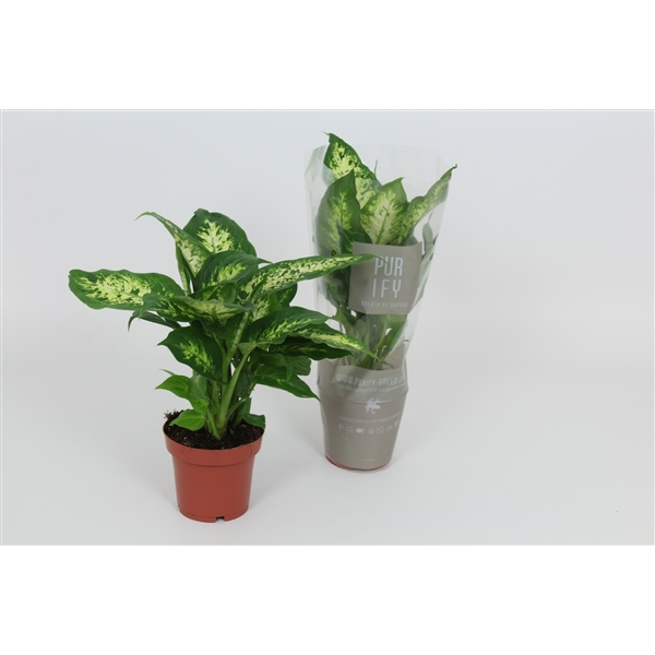 Dieffenbachia Compacta 12Ø 40cm