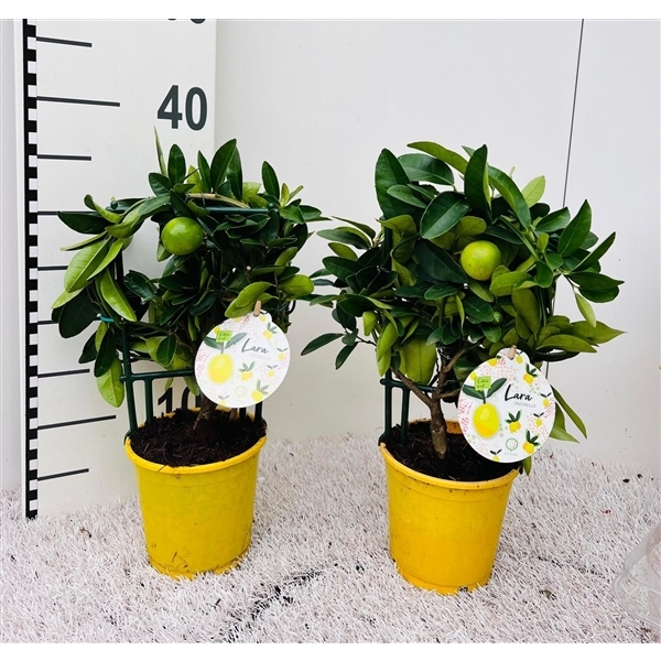 Citrofortunella Eustis Limonella 12Ø 30cm