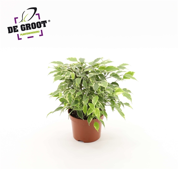 Ficus benjamina Kinky 12Ø 27cm 3pp