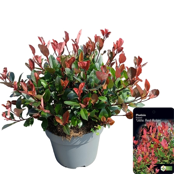 Photinia fra. Little Red Robin 28Ø 70cm