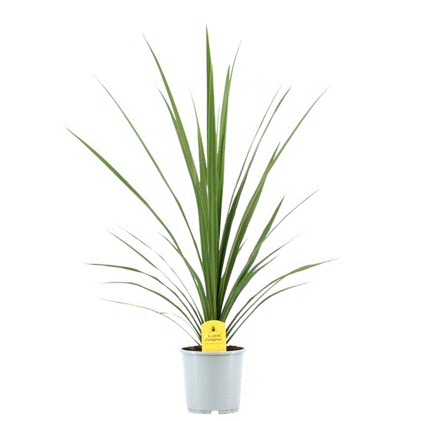 Cordyline australis Peko 17Ø 80cm 1pp