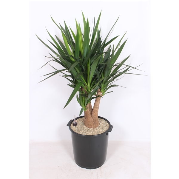 Yucca elephantipes (vulcaponic+water meter) 40Ø 140cm 3Head
