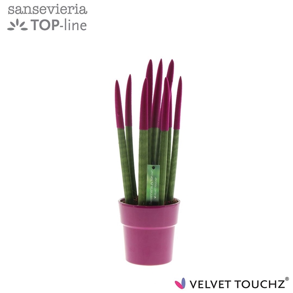 Sansevieria Spaghetti Velvet Touchz Fuchsia cerami 12Ø 40cm