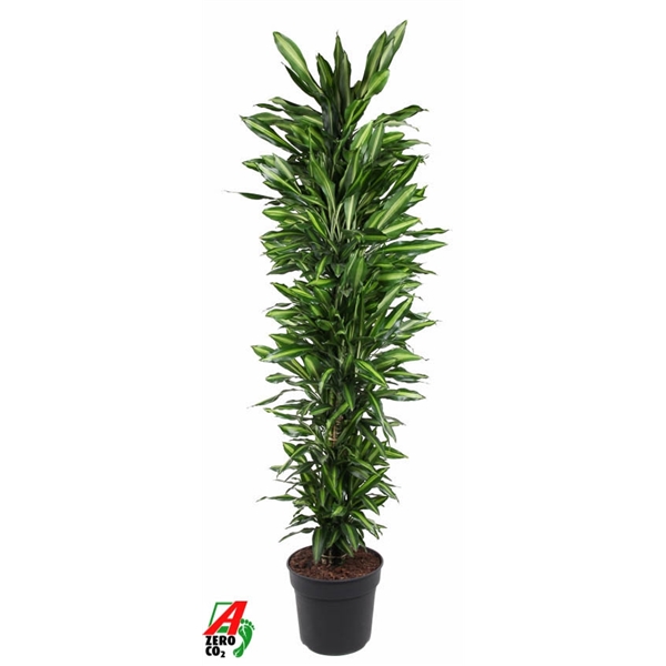 Draceana frag Cintho 40Ø 210cm 1pp