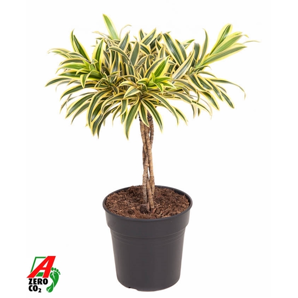 Dracaena Refl. Song of India twisted 21Ø 60cm 3pp
