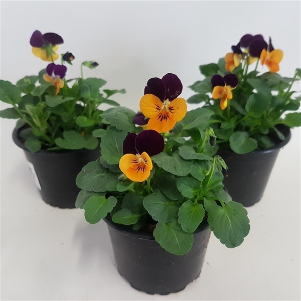 Viola cornuta Callisto F1 Orange with Red Wing 9Ø 15cm