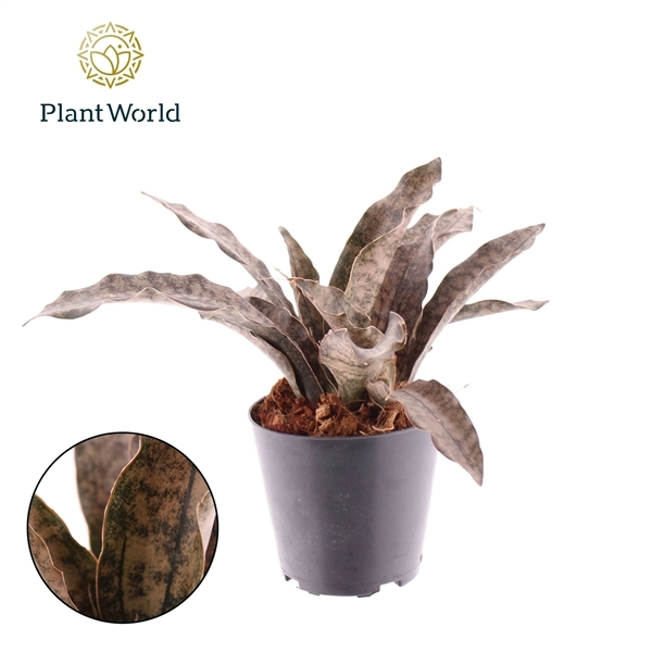 Sansevieria Coppertone 12Ø 30cm