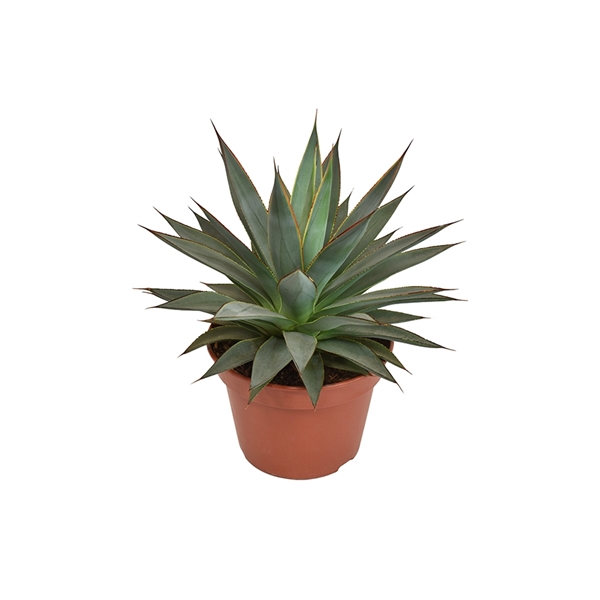 Agave angustifolia Shaka Koko 15Ø 25cm