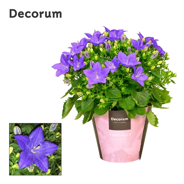 Campanula Isophylla Napoli Blue 11Ø 20cm