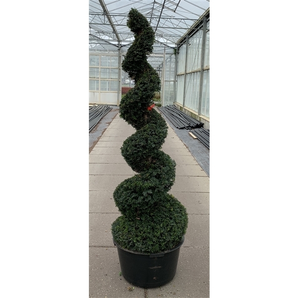 Taxus Baccata spiral 65Ø 190cm