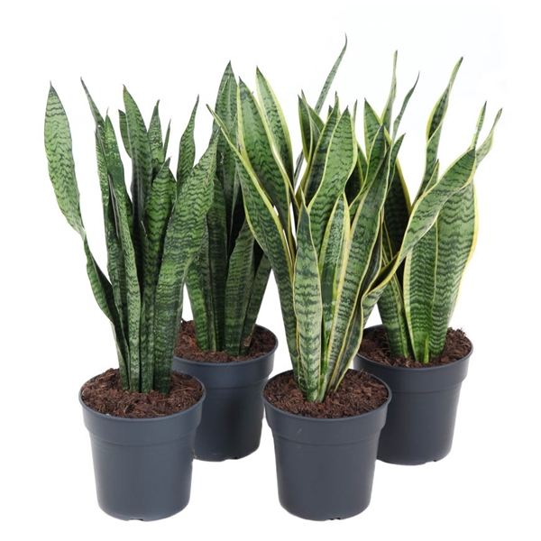 Sansevieria mix 19Ø 60cm 1pp