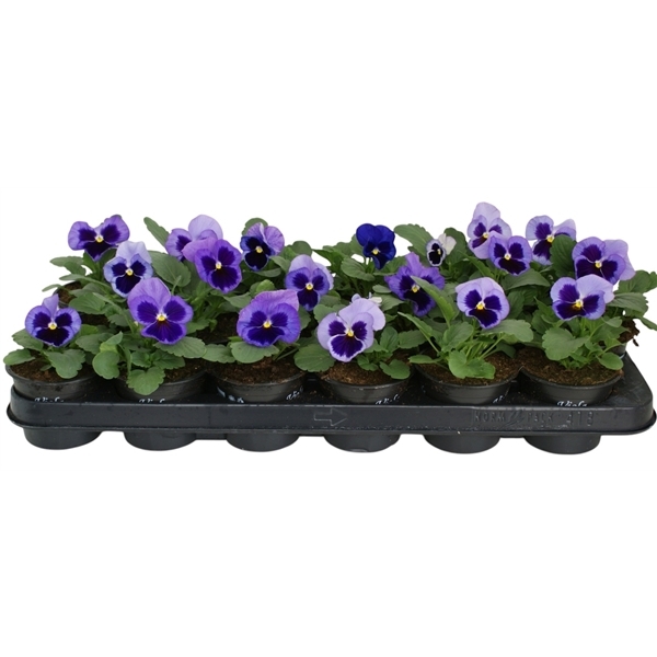 Viola Wittrockiana delta F1 Pure Light Blue 9Ø 12cm