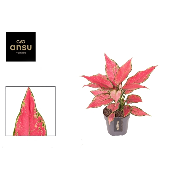 Aglaonema Cherry Baby 12Ø 30cm 1pp